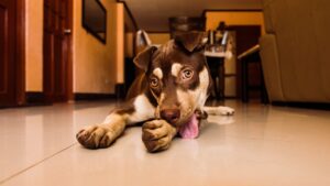 chien qui se lèche les pattes