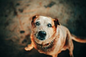 chien âgé sénile ou pas