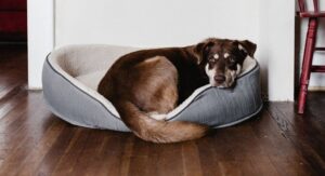 chien senescence et vieillissement