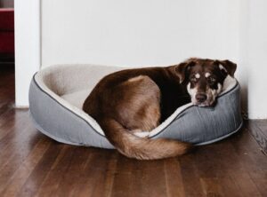 chien malade vétérinaire