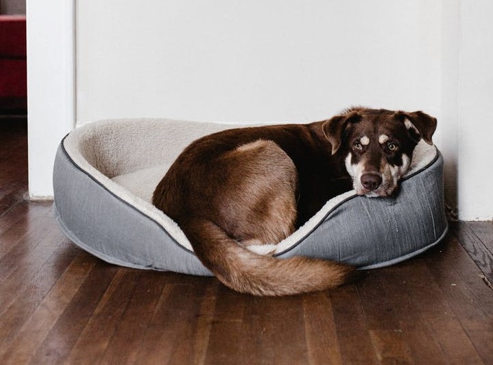 chien malade vétérinaire