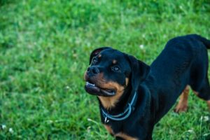 chien claque des dents