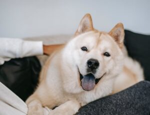 chien à langue bleue