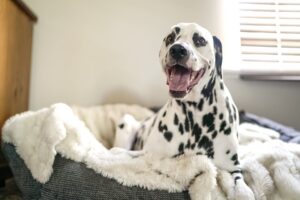chien dans son lit couchage