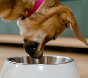 chien manger de la viande