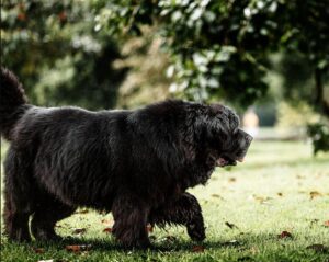 races de chiens géants terre neuve