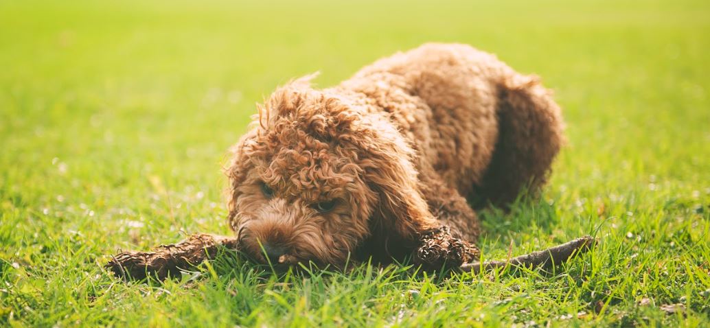 pourquoi les chiens mangent de l'herbe