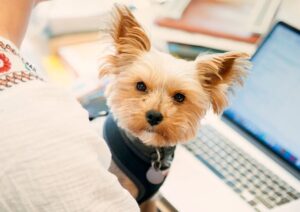 combien coute un chien