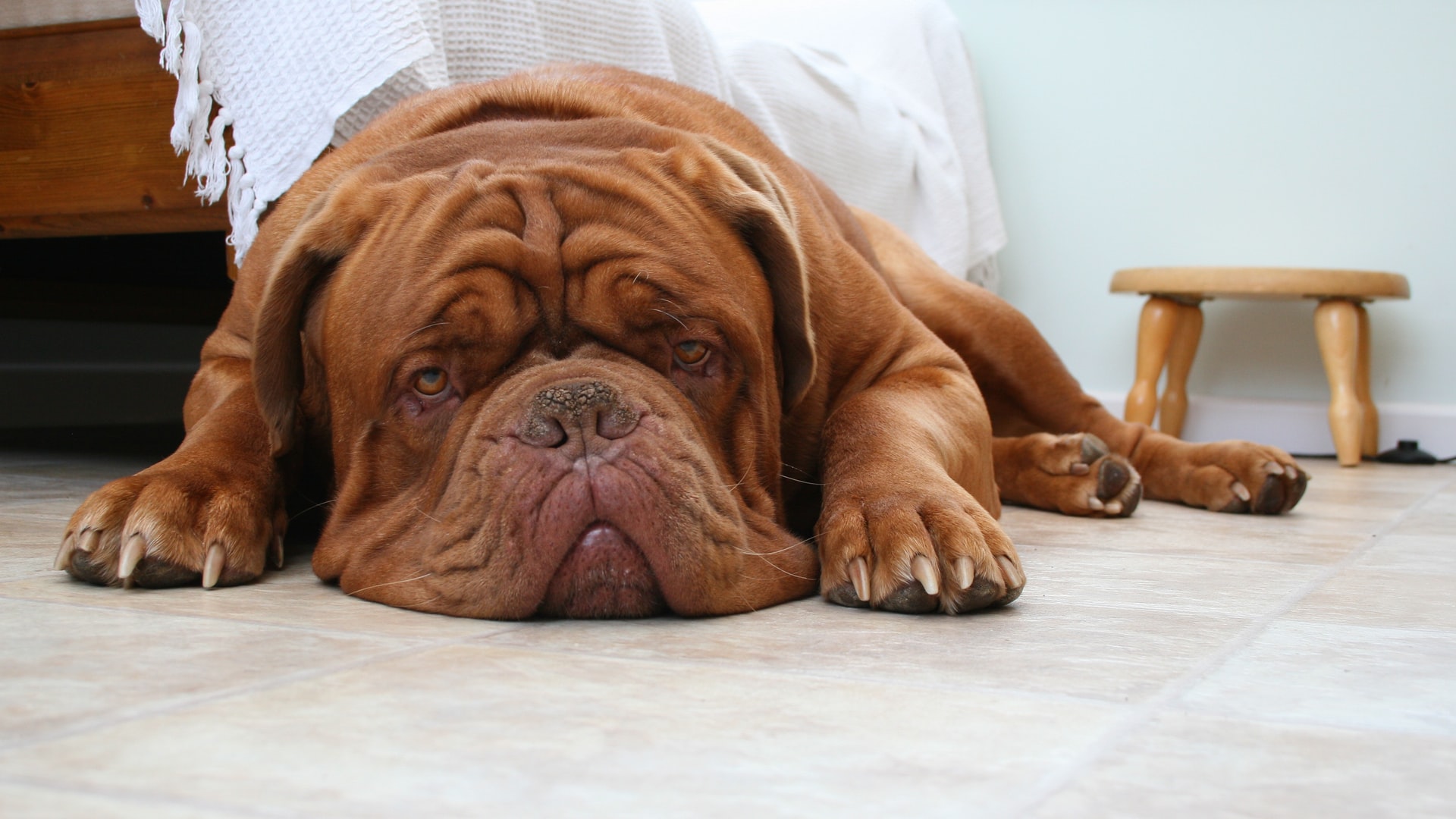 Zoom sur le dogue de Bordeaux Le blog tails