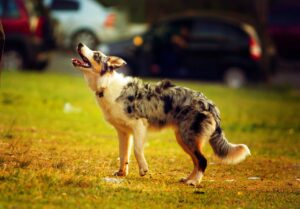 races de chien