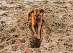 chien qui creuse
