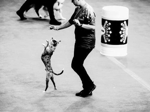 dog dancing obérythmée