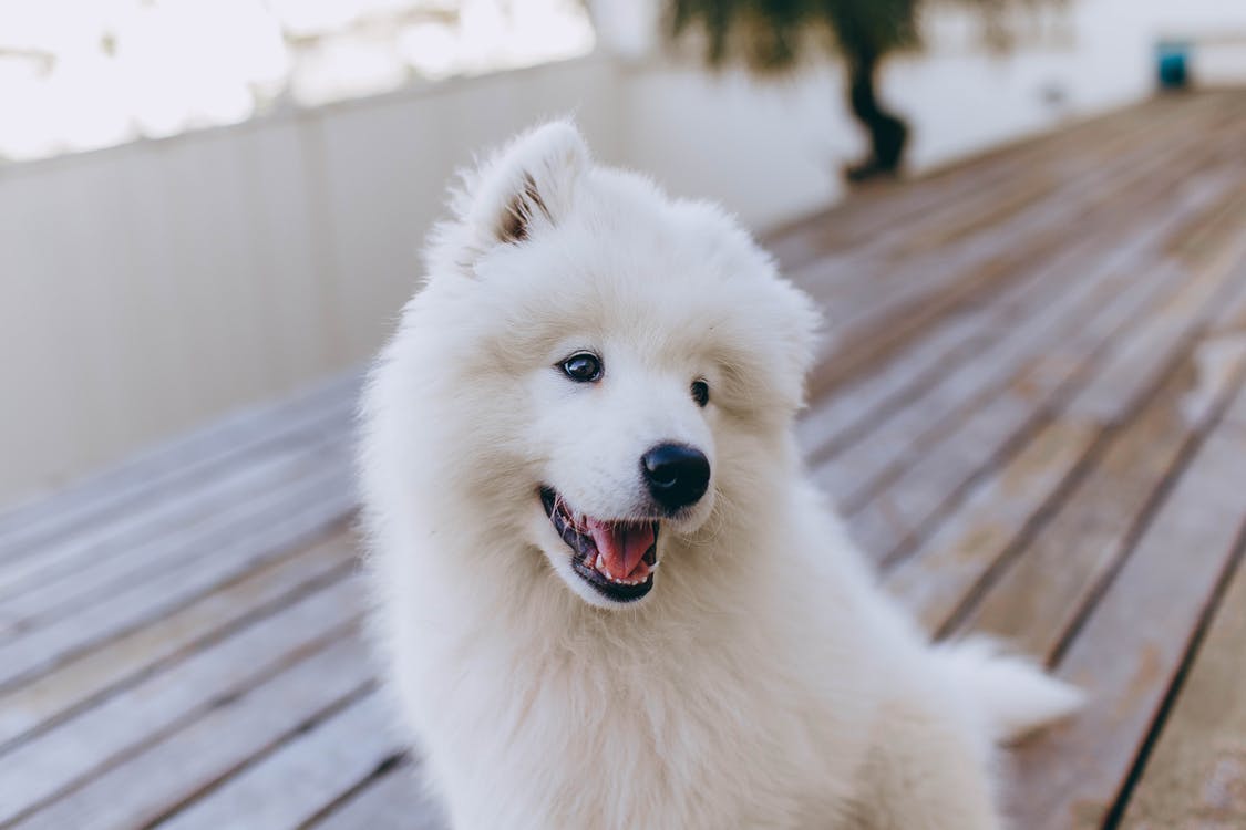 une des races chères le samoyed