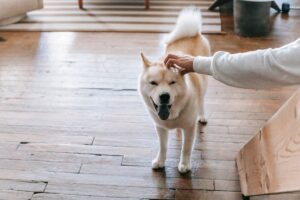 akita inu