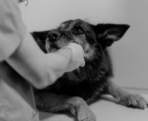 risque d'AVC chez le chien