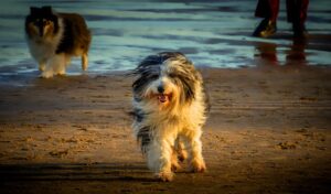 bearded collie chiens de taille moyenne