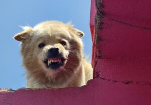 chien dangereux ou apeuré