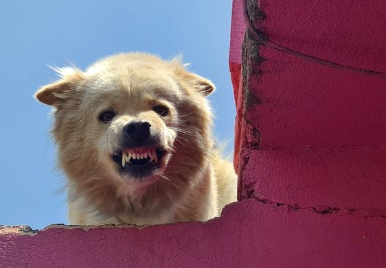 chien dangereux ou apeuré