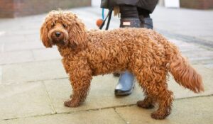 condition physique du chien