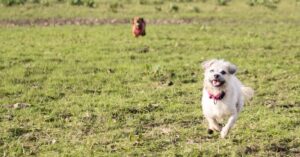 tout sur le rappel du chien