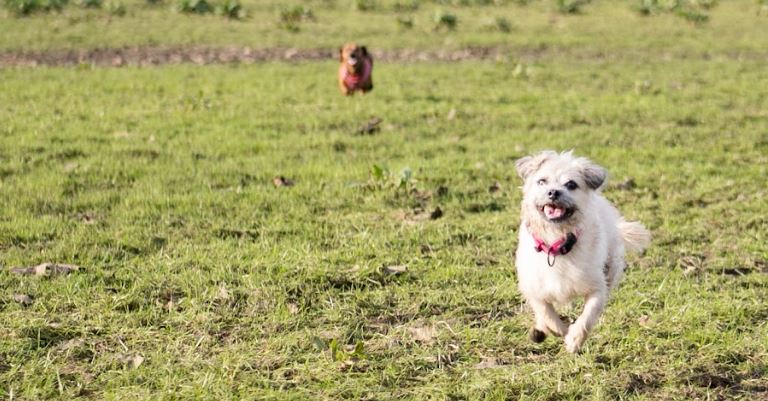 tout sur le rappel du chien