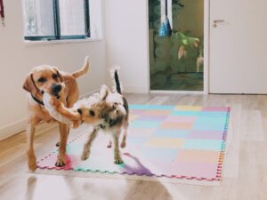 stérilisation du chien pourquoi comment