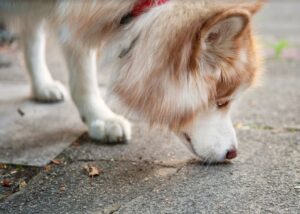 pourquoi le chien mange des crottes coprophagie