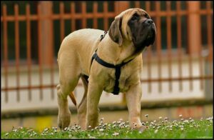 chiot mastiff
