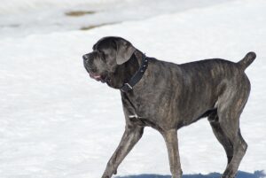 cane corso