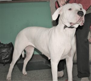 dogue argentin