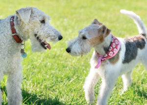 Fox-terrier