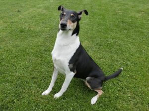 colley à poil court