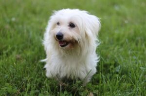 coton de tulear