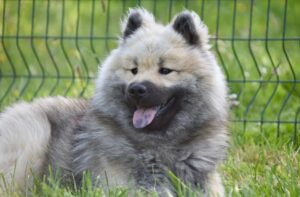 eurasier