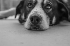 cushing maladie du chien