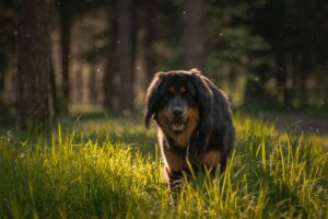 chiens et moustiques