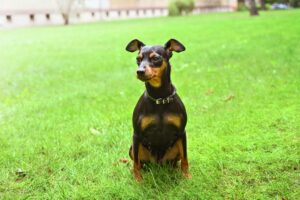 pinscher nain