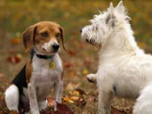 pourquoi stériliser le chien