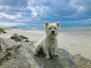 west highland