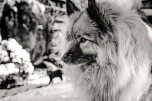 keeshond spitz allemand