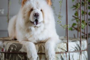 chow-chow
