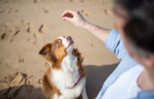 proprioception canine