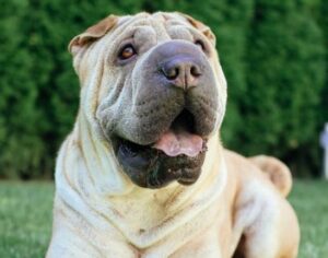 shar pei