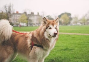 zeus malamute