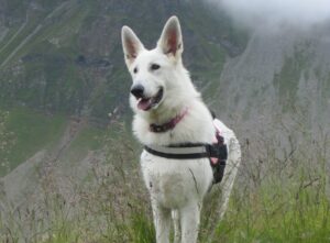 Berger blanc suisse