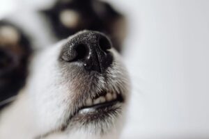 grincement de dents chez le chien