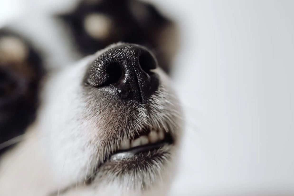 Pourquoi les chiens grincent-ils des dents ? - Le blog tails.com