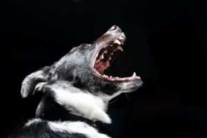 perte de dents chez le chien
