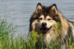 chien finnois de Laponie