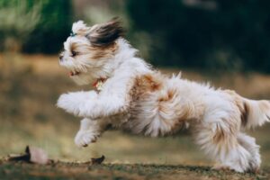 shih tzu